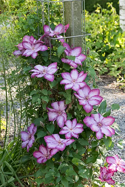 664084 - Clématite (Clematis Liberty)