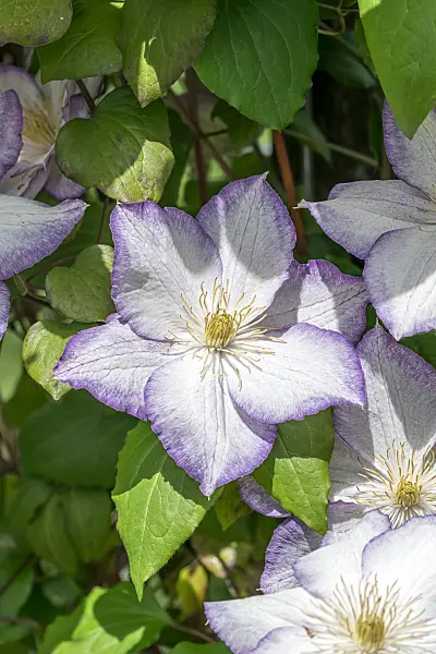 664085 - Clématite (Clematis Lucky Charm)