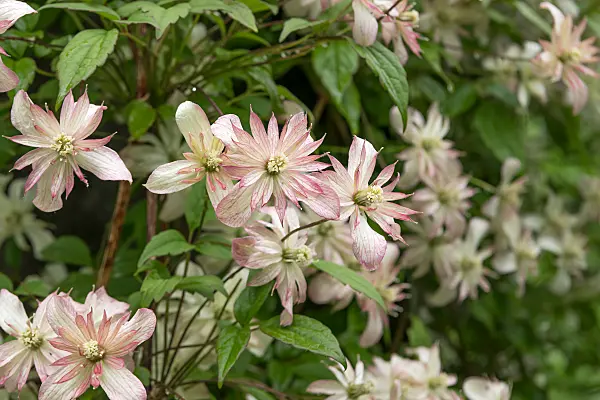 664077 - Clématite (Clematis Marjorie)