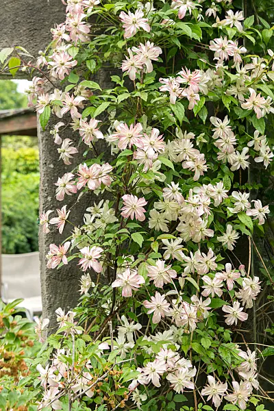664078 - Clématite (Clematis Marjorie)