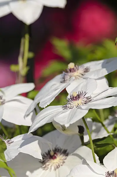 496269 - Clématite (Clematis Miss Bateman)