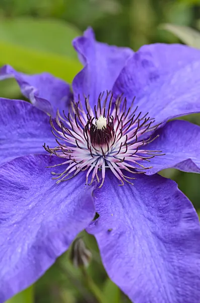497176 - Clématite (Clematis Mrs Cholmondeley)