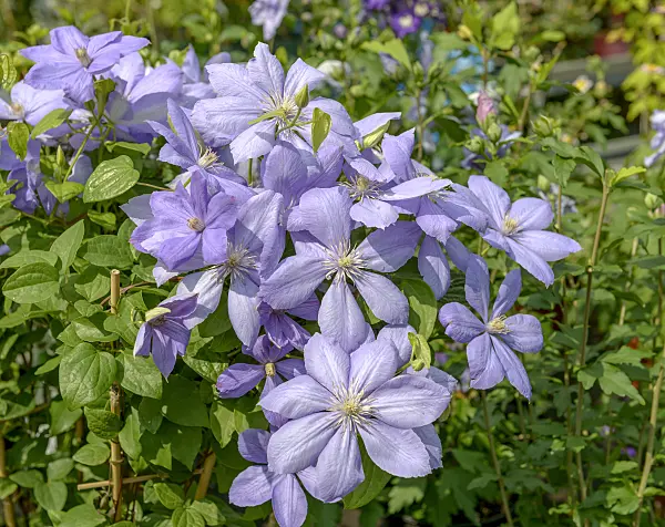 575062 - Clématite (Clematis Mrs Cholmondeley)