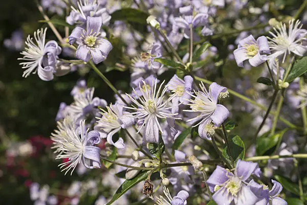 573086 - Clématite (Clematis Mrs Robert Brydon)