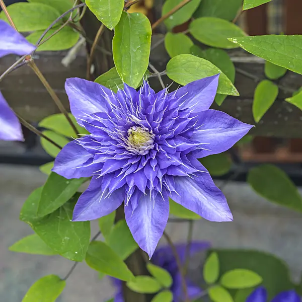 558080 - Clématite (Clematis Multi Blue)