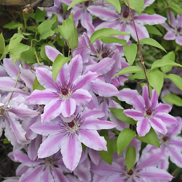471377 - Clématite (Clematis Nelly Moser)