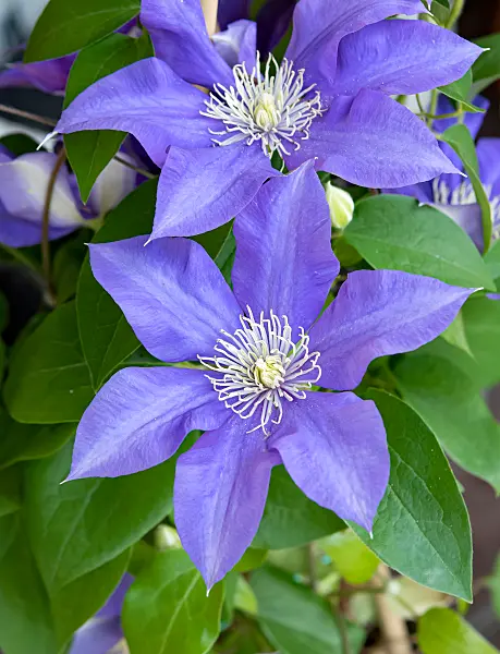 664086 - Clématite (Clematis Olympia)