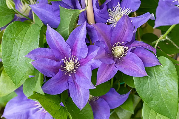 664087 - Clématite (Clematis Olympia)