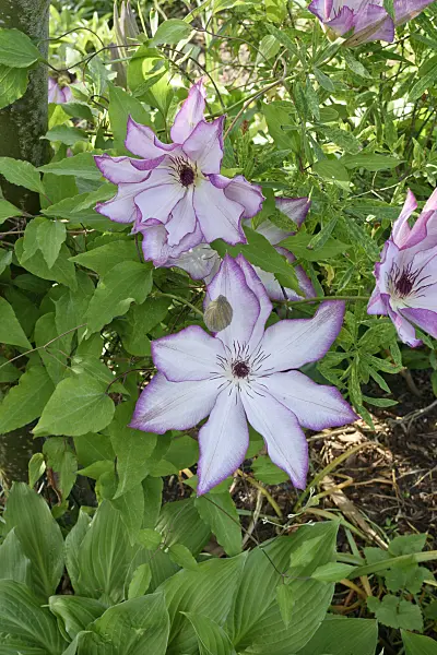 568014 - Clématite (Clematis Omoshiro)