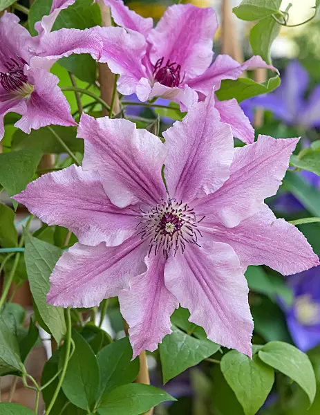 664088 - Clématite (Clematis Ooh La La)