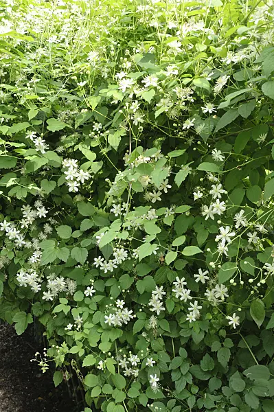 487266 - Clématite (Clematis Paul Farges)