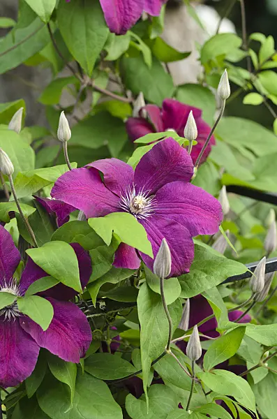 497172 - Clématite (Clematis Rouge Cardinal)