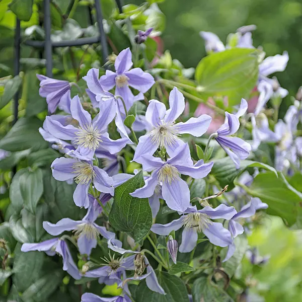 535396 - Clématite (Clematis Star River)