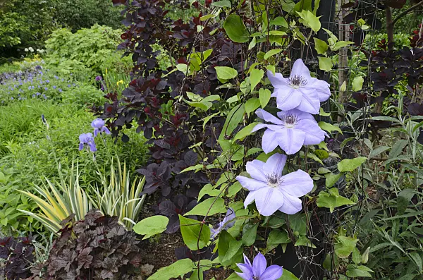 508122 - Clématite (Clematis) sur une lanterne