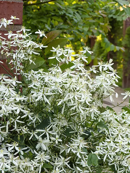 461149 - Clématite (Clematis terniflora var. mandshurica)