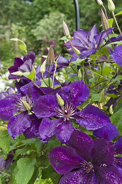 510057 - Clématite (Clematis The President)