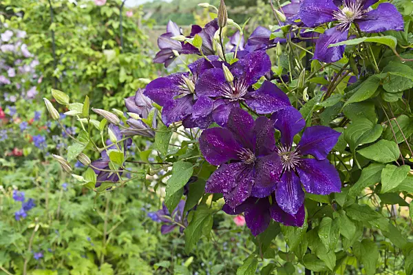 510058 - Clématite (Clematis The President)