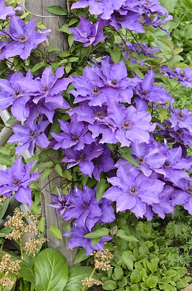 545013 - Clématite (Clematis The President)