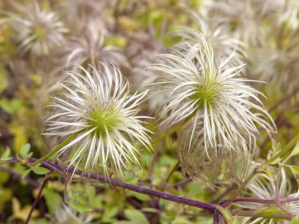 431005 - Clématite (Clematis tibetana)