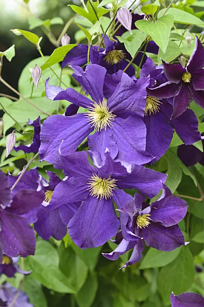486078 - Clématite (Clematis Viola)