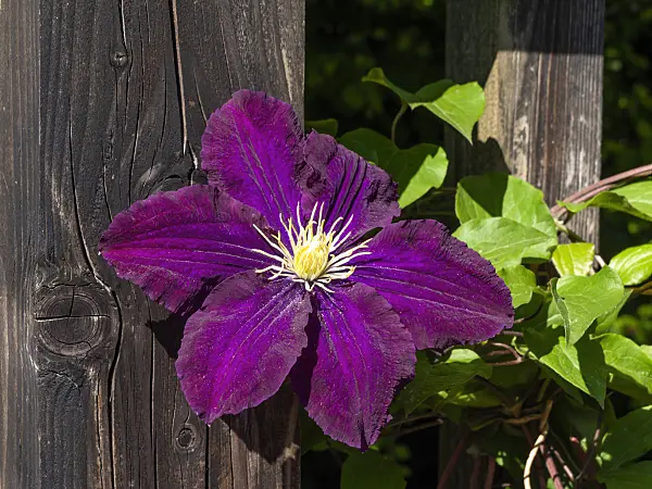 460133 - Clématite (Clematis Warszawska Nike)