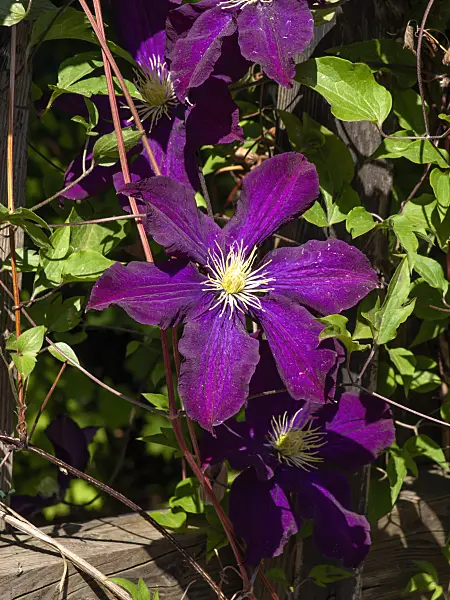 460134 - Clématite (Clematis Warszawska Nike)
