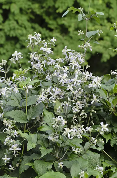 498093 - Clématite (Clematis x jouiniana 'Praecox')