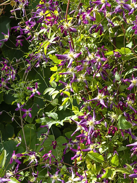 462110 - Clématite (Clematis x triternata 'Rubromarginata')