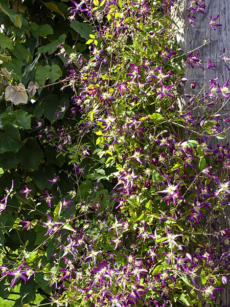 462111 - Clématite (Clematis x triternata 'Rubromarginata')