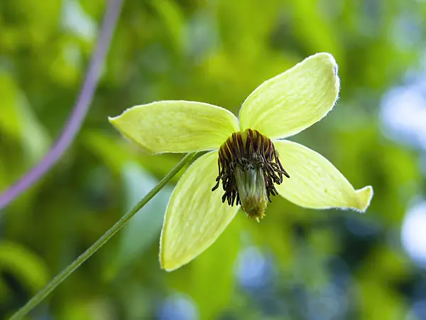 429003 - Clématite de Corée (Clematis koreana)