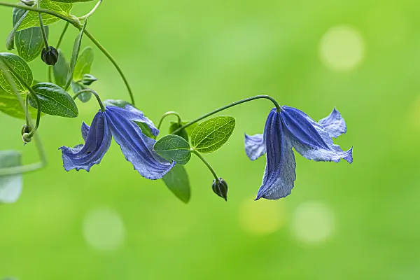 664089 - Clématite des Alpes (Clematis alpina)