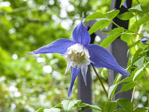 437321 - Clématite des Alpes (Clematis alpina 'Frances Rives')