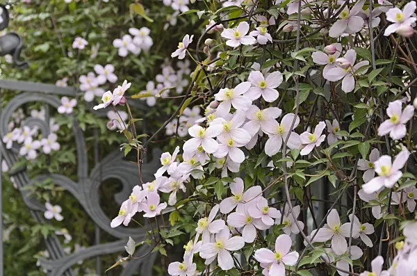 531155 - Clématite des montagnes (Clematis montana 'Rubens')