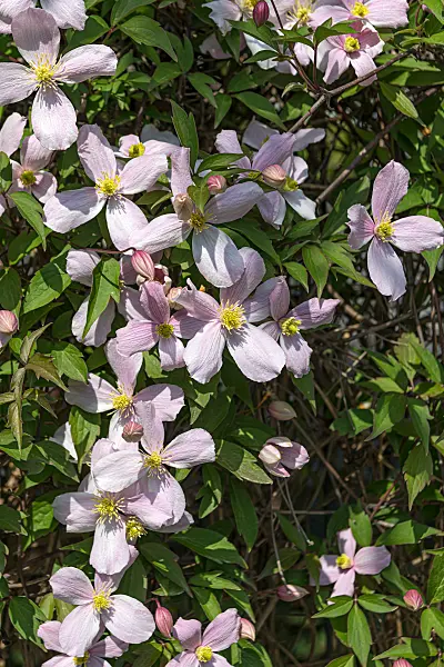 664090 - Clématite des montagnes (Clematis montana var. rubens)