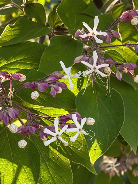 404027 - Clérodendron trichotome (Clerodendrum trichotomum var. fargesii syn. Clerodendron trichotomum var. fargesii)