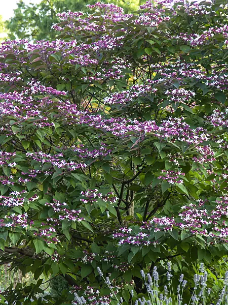 428352 - Clérodendron trichotome (Clerodendrum trichotomum var. fargesii syn. Clerodendron trichotomum var. fargesii)