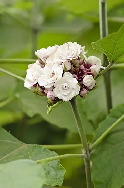 533590 - Clerodendrum philippinum