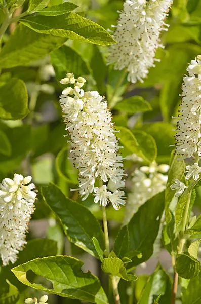 523157 - Clèthre à feuilles d'aulne (Clethra alnifolia)