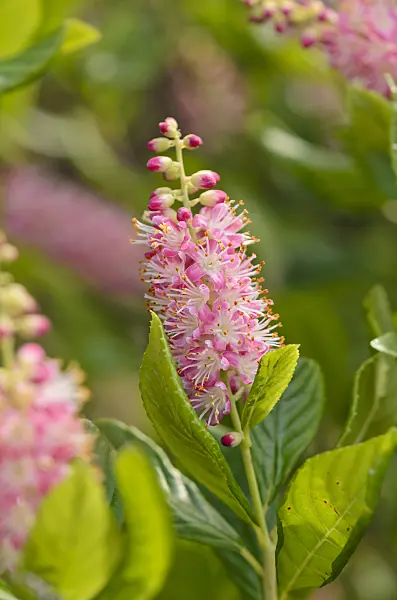 534483 - Clèthre à feuilles d'aulne (Clethra alnifolia 'Ruby Spice')