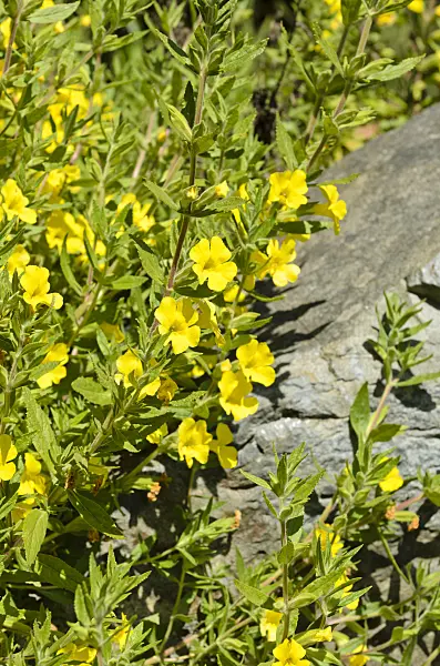 508505 - Cleveland-Gauklerblume (Mimulus clevelandii)