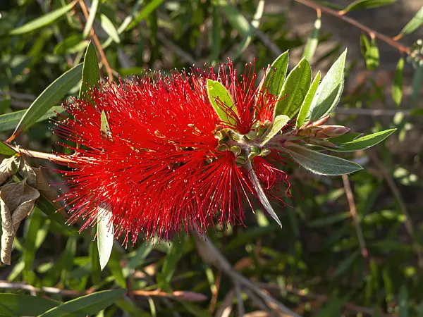 438289 - Cliff bottlebrush (Callistemon comboynensis)
