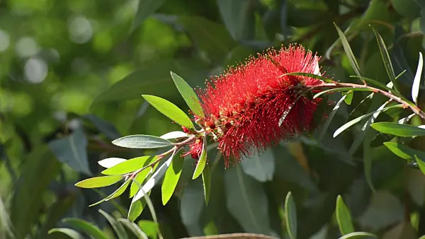 496212 - Cliff bottlebrush (Callistemon comboynensis)