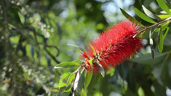 496213 - Cliff bottlebrush (Callistemon comboynensis)