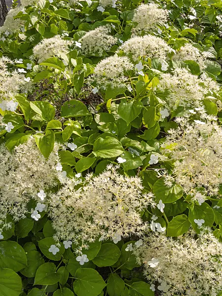 414028 - Climbing hydrangea (Hydrangea anomala)