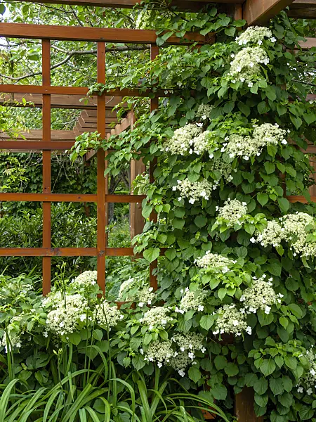 426166 - Climbing hydrangea (Hydrangea anomala)
