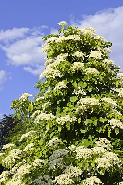 521042 - Climbing hydrangea (Hydrangea anomala)