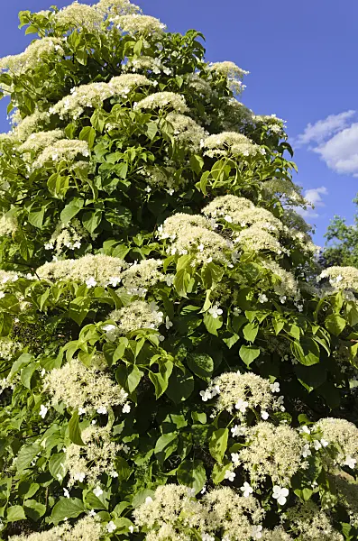 521043 - Climbing hydrangea (Hydrangea anomala)