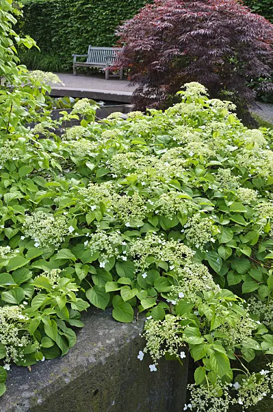 472303 - Climbing hydrangea (Hydrangea anomala subsp. petiolaris)