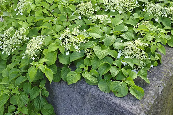 472304 - Climbing hydrangea (Hydrangea anomala subsp. petiolaris)