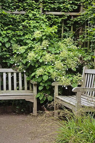 472308 - Climbing hydrangea (Hydrangea anomala subsp. petiolaris)